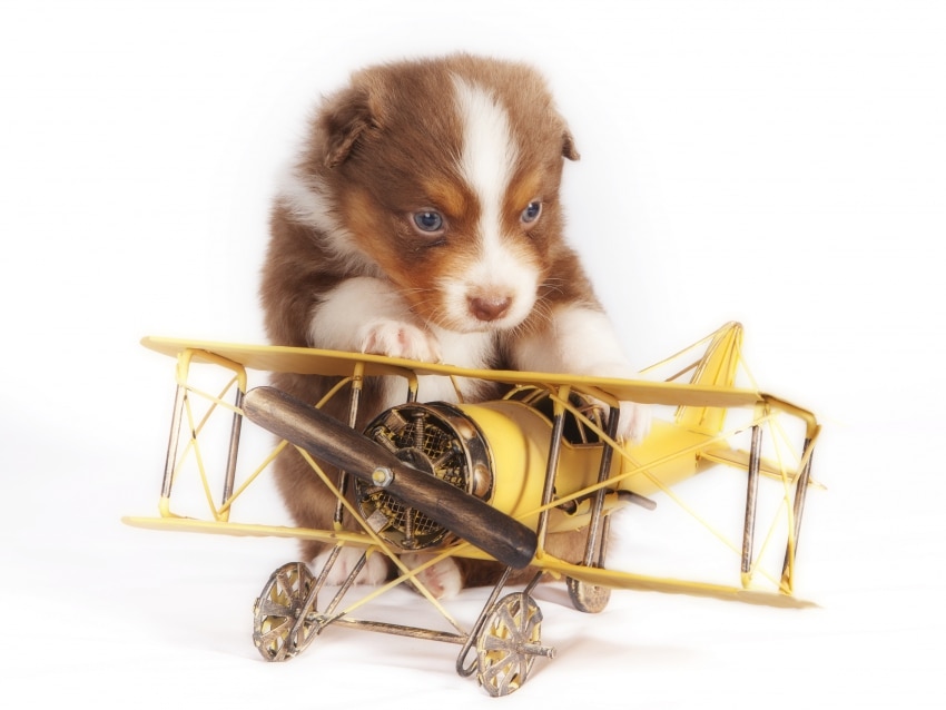 Chiot_Avion_NonLibreDeDroit.jpg