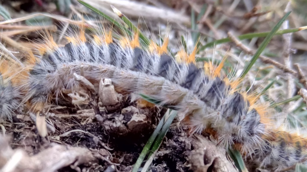 Chenille-processionnaire-01.jpg