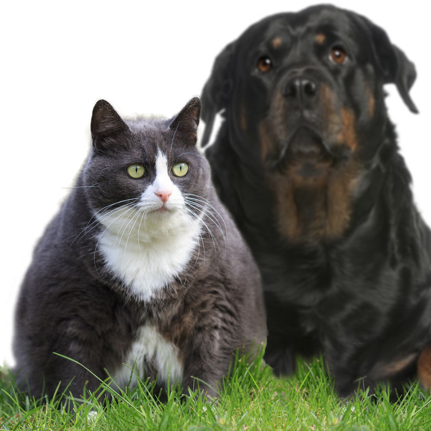Gros-chatchien.jpg