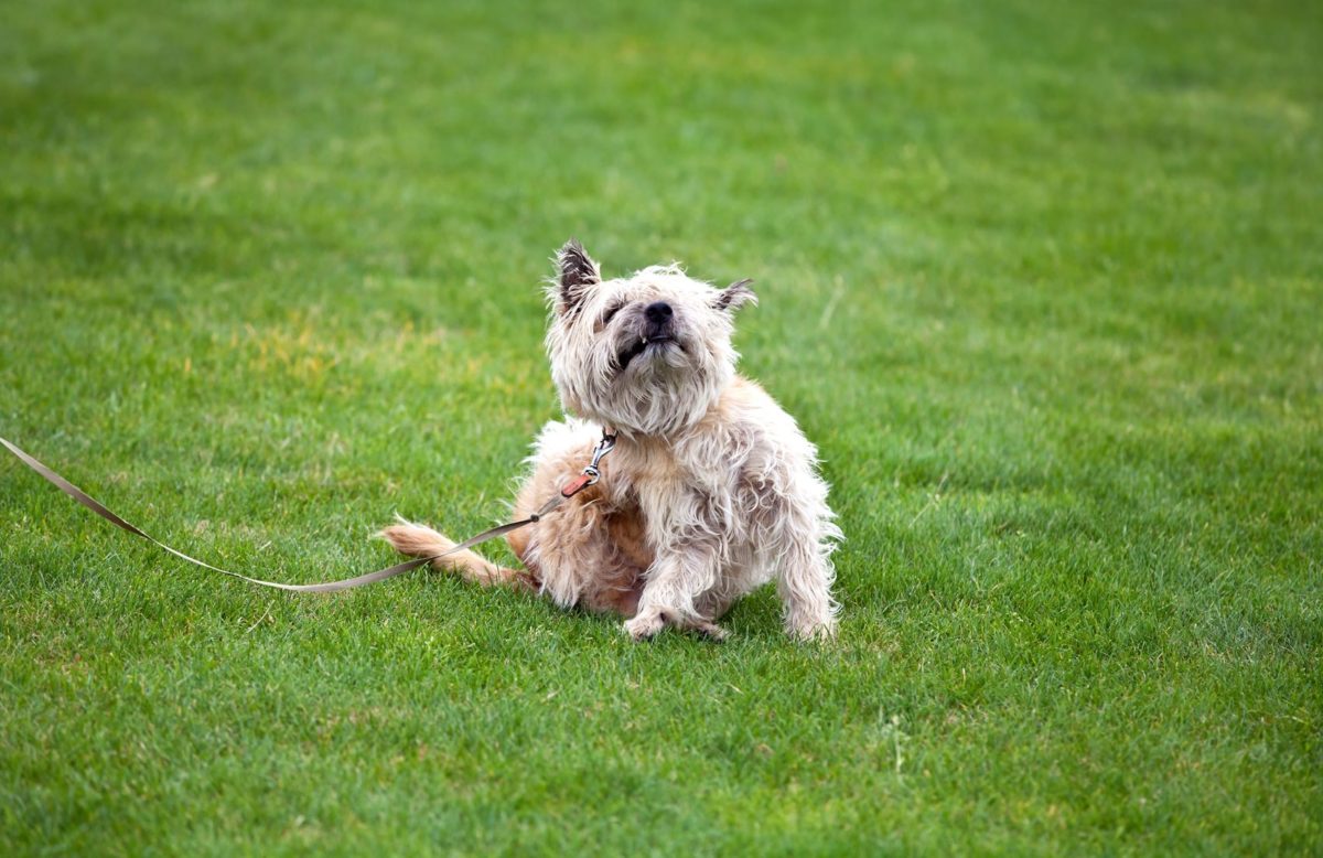 Chien-Gratte-Olha-Rohulya-1200x778.jpg