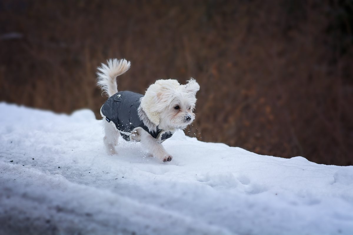 Chien_neige-1-1200x799.jpg