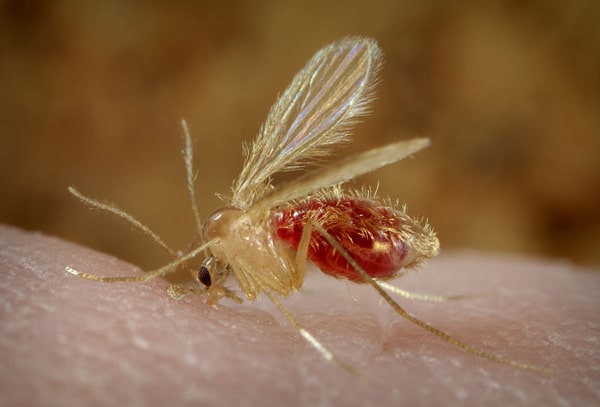 800px-Phlebotomus_pappatasi_bloodmeal_continue2.jpg