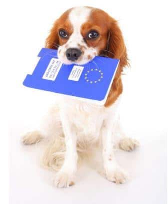 Conseils santé chiens. Kovacs Agnes Zsofia -123RF/Banque d'images