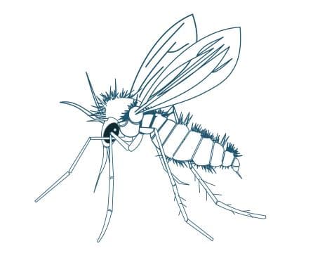 Phlébotome