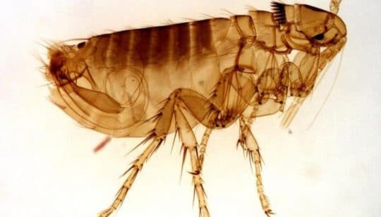 Puce du chat (Ctenocephalides felis)