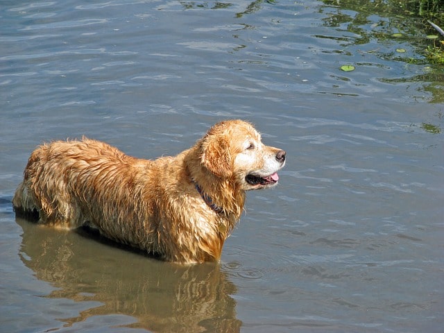 golden-retriever-76965_640.jpg