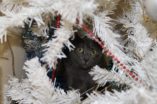 Urgences-veterinaires-dangers-noel-chat-sapin3.jpg