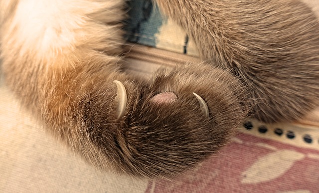 Griffes-de-chat-Pixabay.jpg